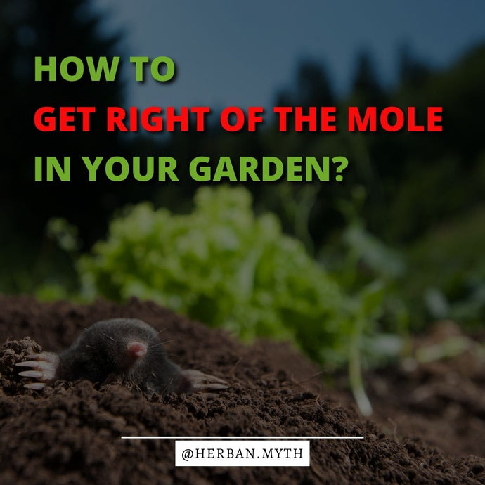 How to get right of the mole in your garden?