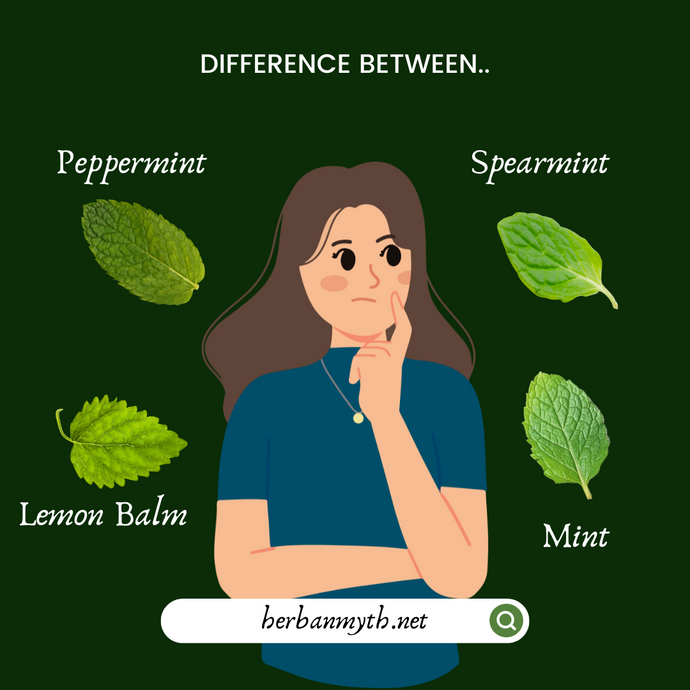 Mint - Spearmint - Lemon Balm - Peppermint