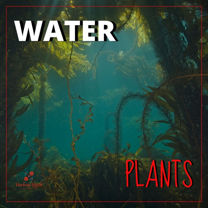 Water Plants - Herbs Of The Ocean