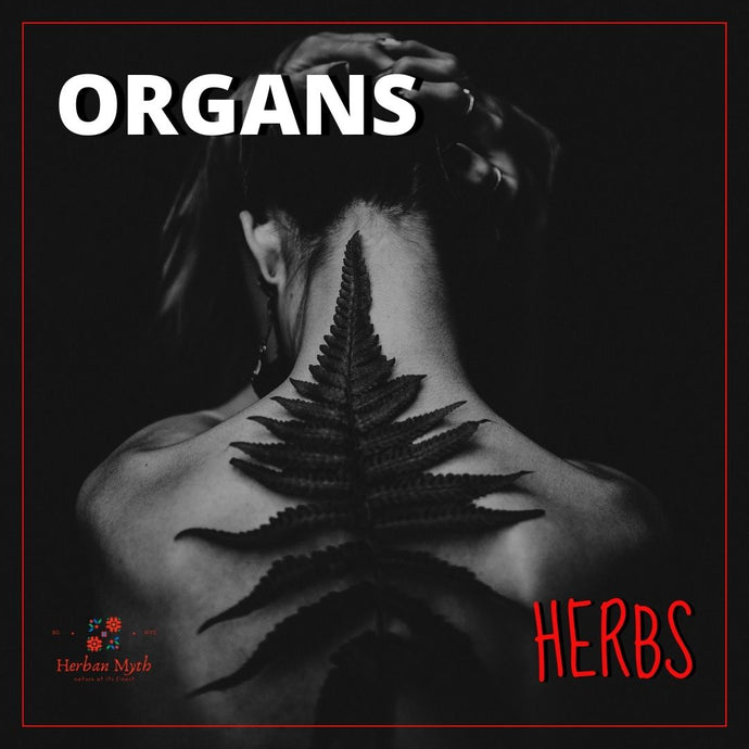 Organs & Herbs